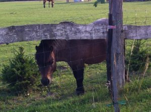 poni